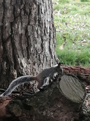 Sciurus stramineus