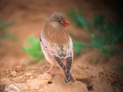 Bucanetes githagineus