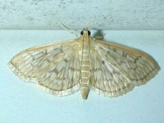 Herpetogramma pertextalis