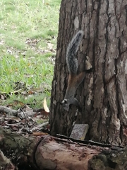 Sciurus stramineus