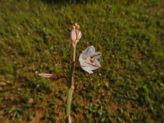 Asphodelus tenuifolius