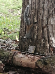 Sciurus stramineus