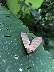 Pachydota