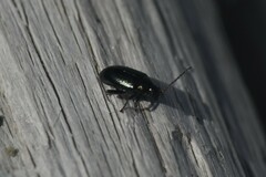 Phyllotreta chalybeipennis