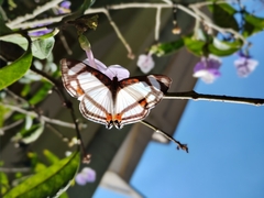 Thisbe lycorias