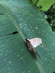 Pachydota