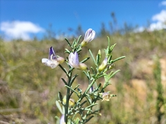 Psoralea axillaris