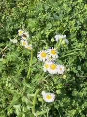 Erigeron philadelphicus