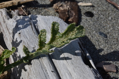 Phyllotreta chalybeipennis