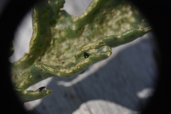 Phyllotreta chalybeipennis