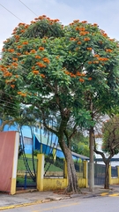 Spathodea campanulata