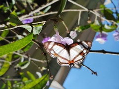 Thisbe lycorias