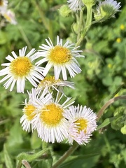 Erigeron philadelphicus