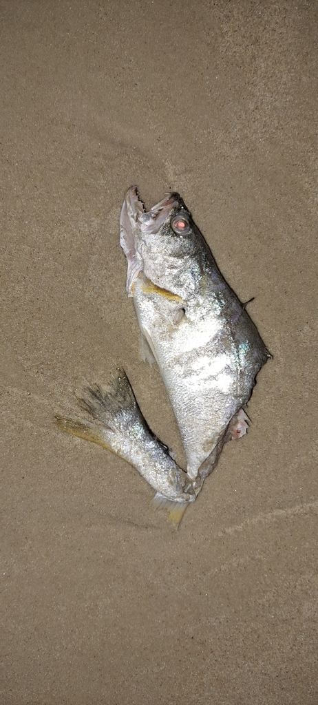 King Weakfish