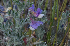 Lathyrus littoralis