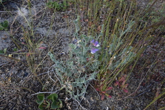 Lathyrus littoralis