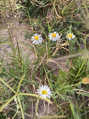 Aphanostephus ramosissimus