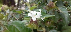 Barleria albostellata