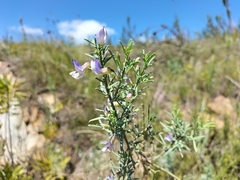 Psoralea axillaris