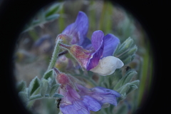 Lathyrus littoralis