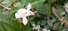 Barleria albostellata