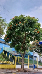 Spathodea campanulata