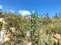 Psoralea axillaris
