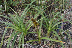 Carex macrocephala