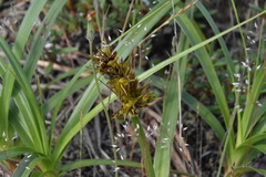 Carex macrocephala