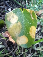 Phyllosiphon arisari