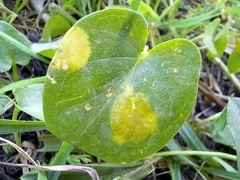 Phyllosiphon arisari