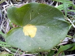 Phyllosiphon arisari