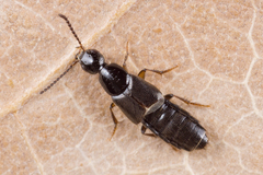 Philonthus quisquiliarius