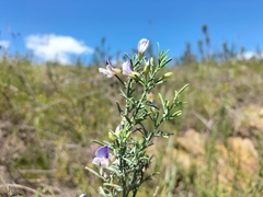 Psoralea axillaris