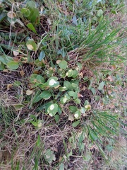 Phyllosiphon arisari