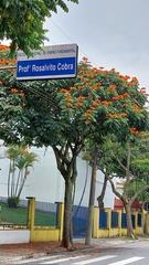 Spathodea campanulata