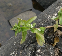 Hygrophila polysperma