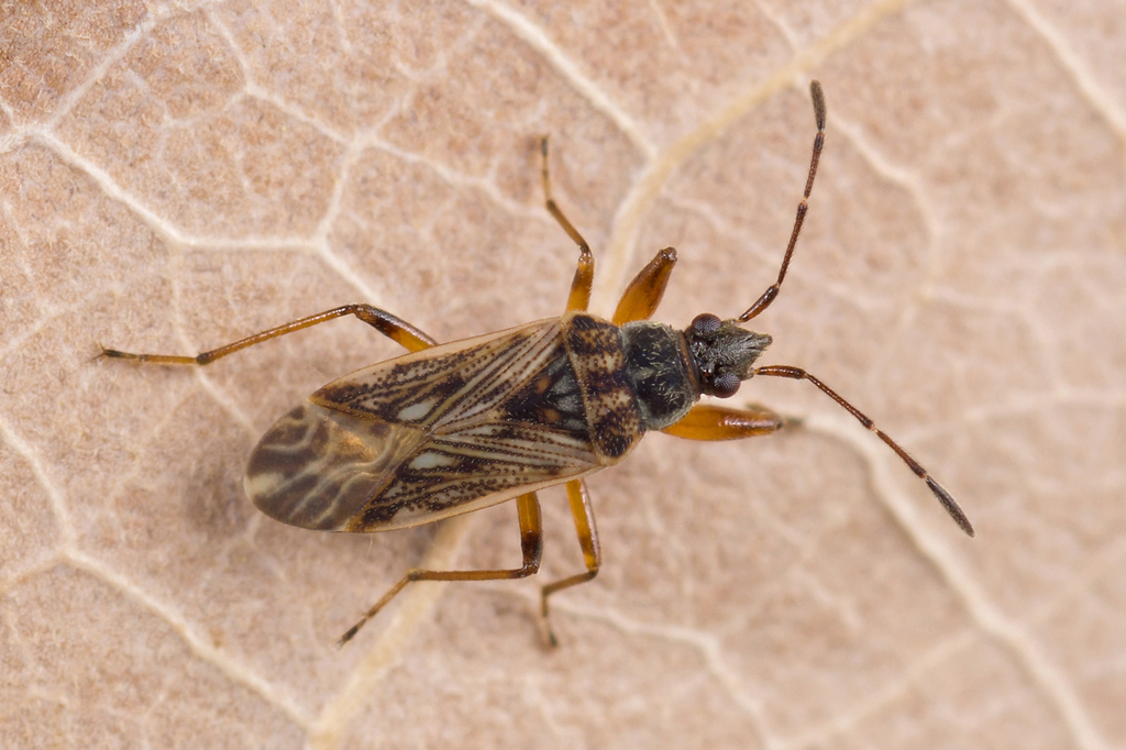 wetland groundbug