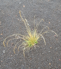 Festuca borbonica