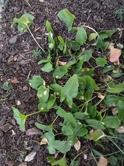 Phyllosiphon arisari