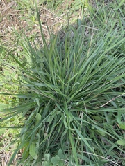 Nassella leucotricha