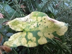 Phyllosiphon arisari