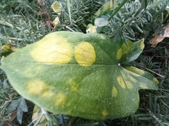 Phyllosiphon arisari