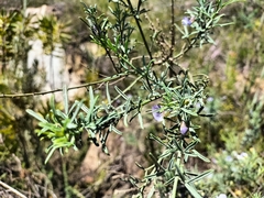 Psoralea axillaris