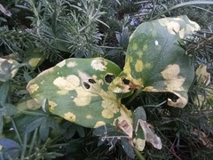 Phyllosiphon arisari