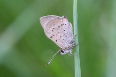 Lycaena phlaeas