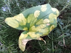 Phyllosiphon arisari