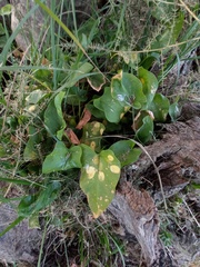 Phyllosiphon arisari