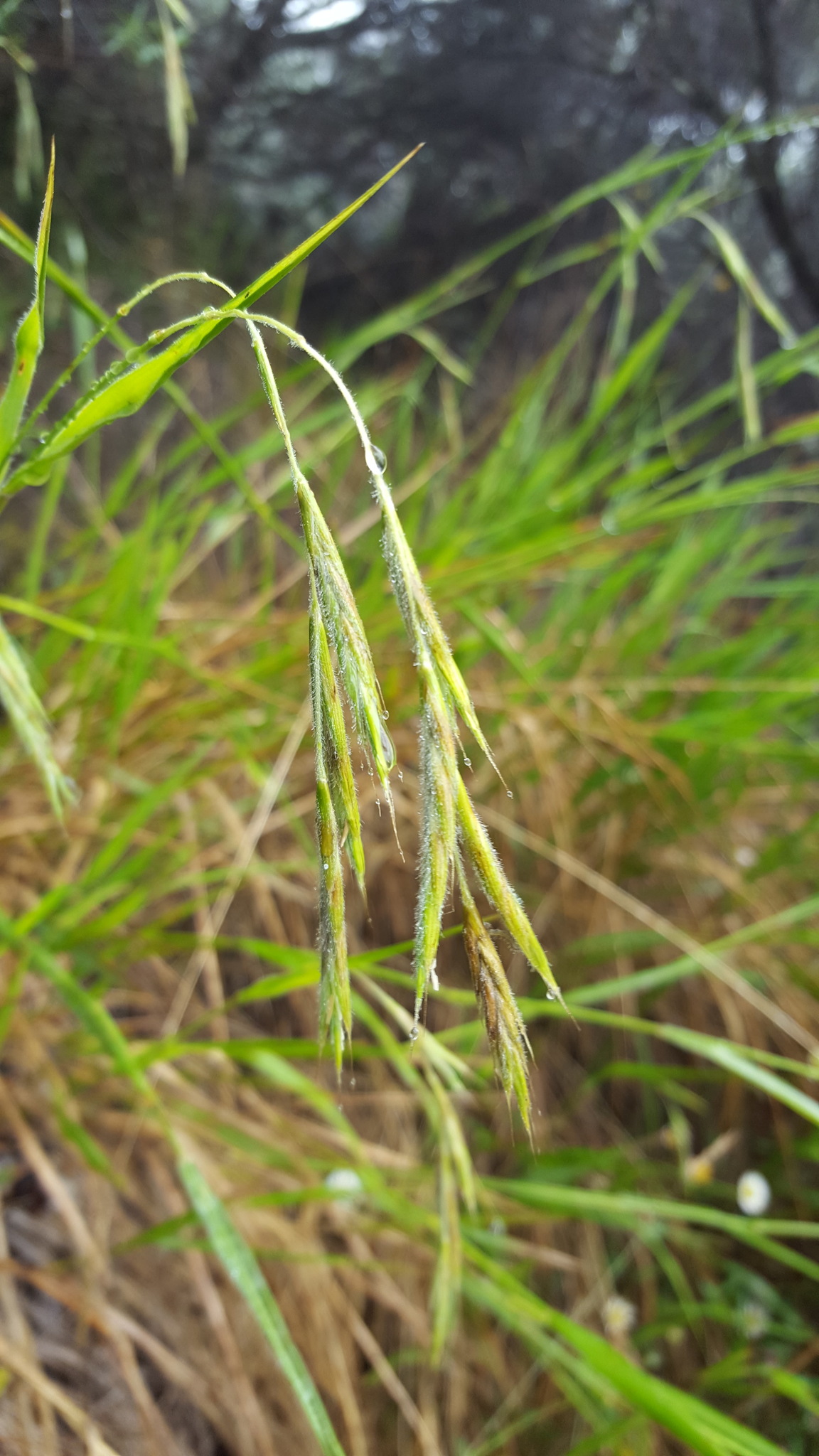 (c) François Rousseu, certains droits réservés (CC BY-NC) https://www.inaturalist.org/observations/149419302
