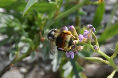 Bombus vancouverensis vancouverensis